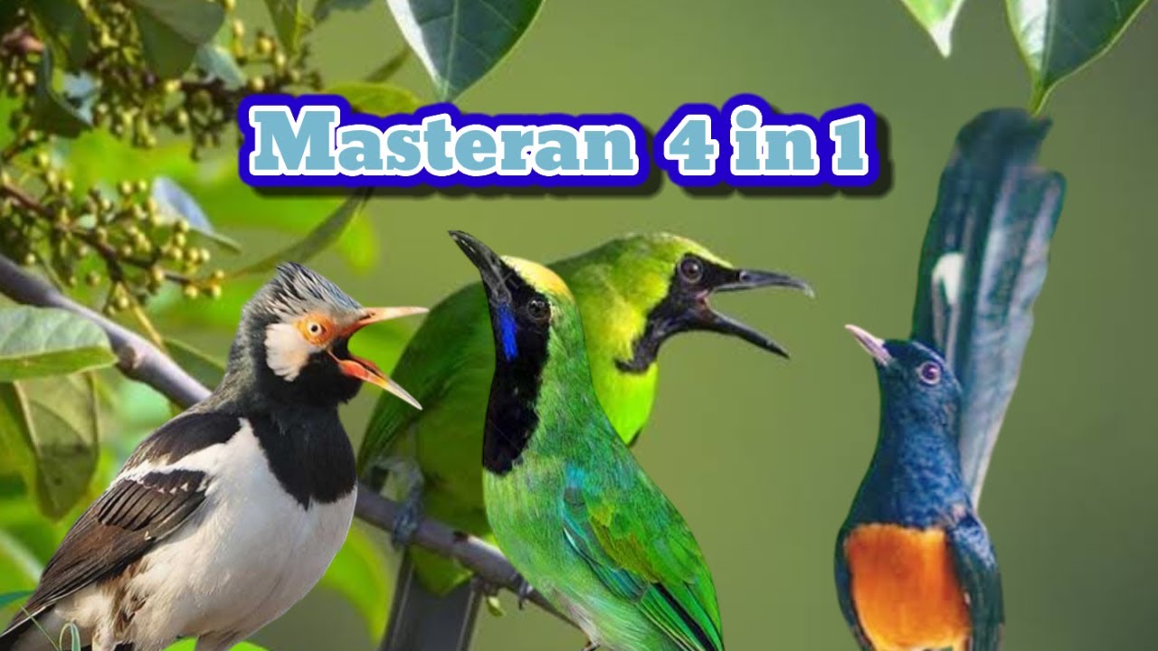 Masteran Kombinasi 4 in 1 Jalak suren, Murai batu, Cucak ijo Dan Cucak Cungkok