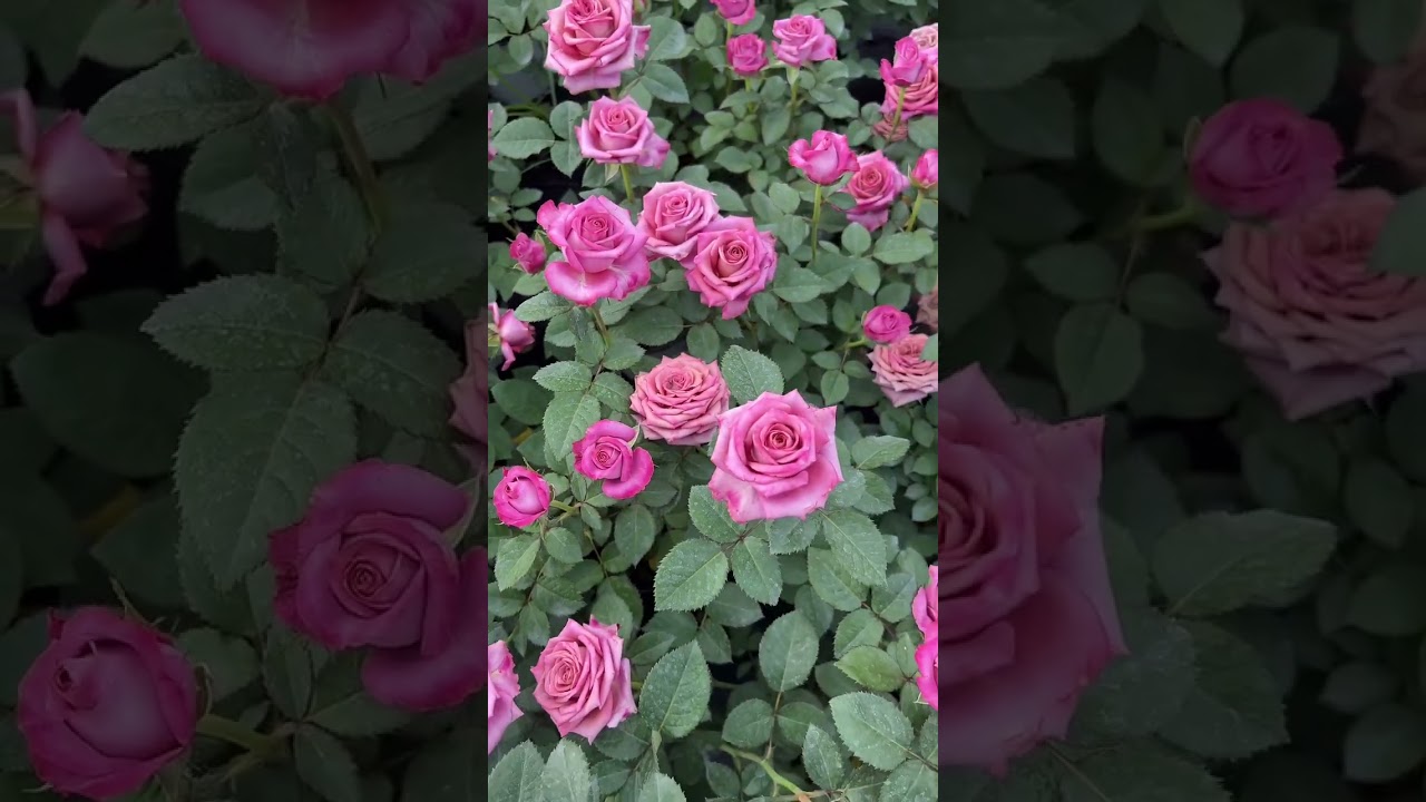 Your Flower Journey Just Got Brighter! * Get Ready to Fall in Love (Again) with Flowers!Short