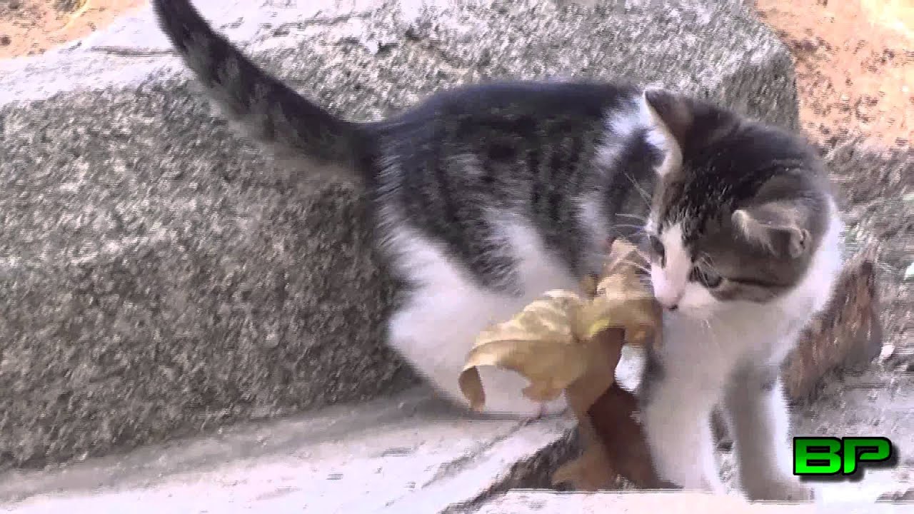 Cute cat falls into a hole.