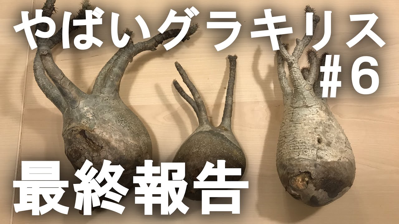 【最終報告】3株5,000円のグラキリスがやばかった⑥