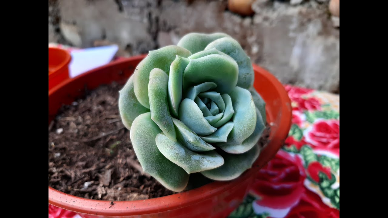 Cuidados de la Graptoveria Lovely rose / Cómo cuidar de la Echeveria Lovely rose / Cultivo
