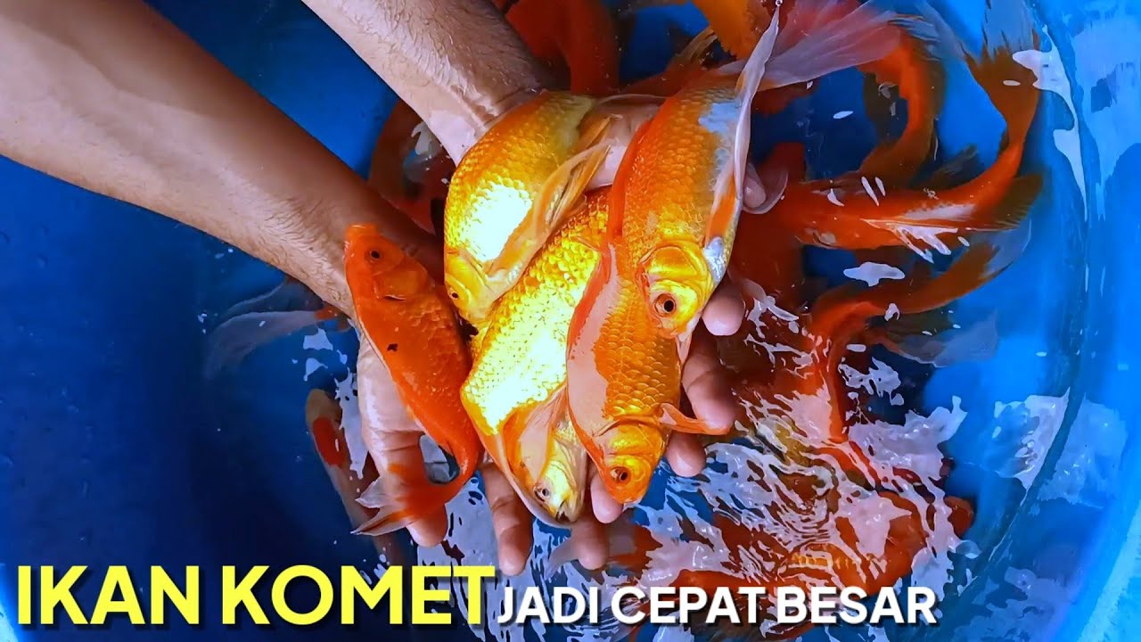 Cara Merawat Ikan Komet Agar Cepat Besar || Si Ekor Panjang