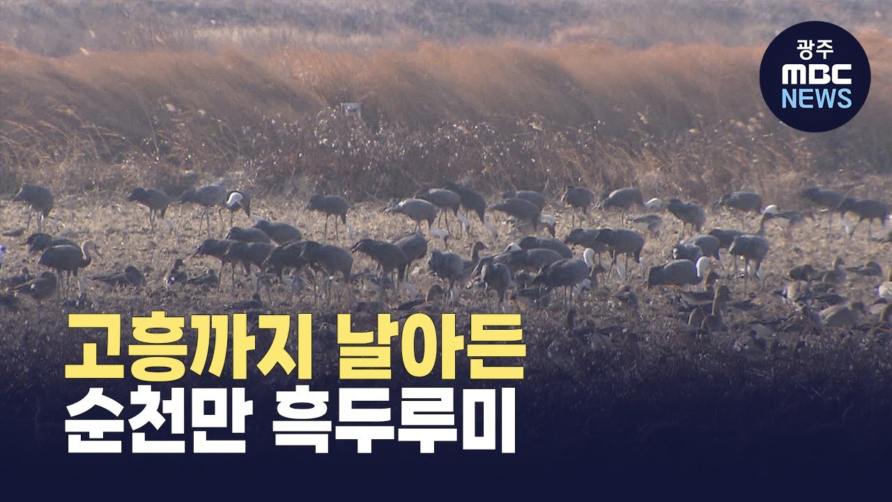 순천만 흑두루미, 고흥까지...남해안 서식지 확대 (뉴스데스크 2026.1.13 광주MBC)