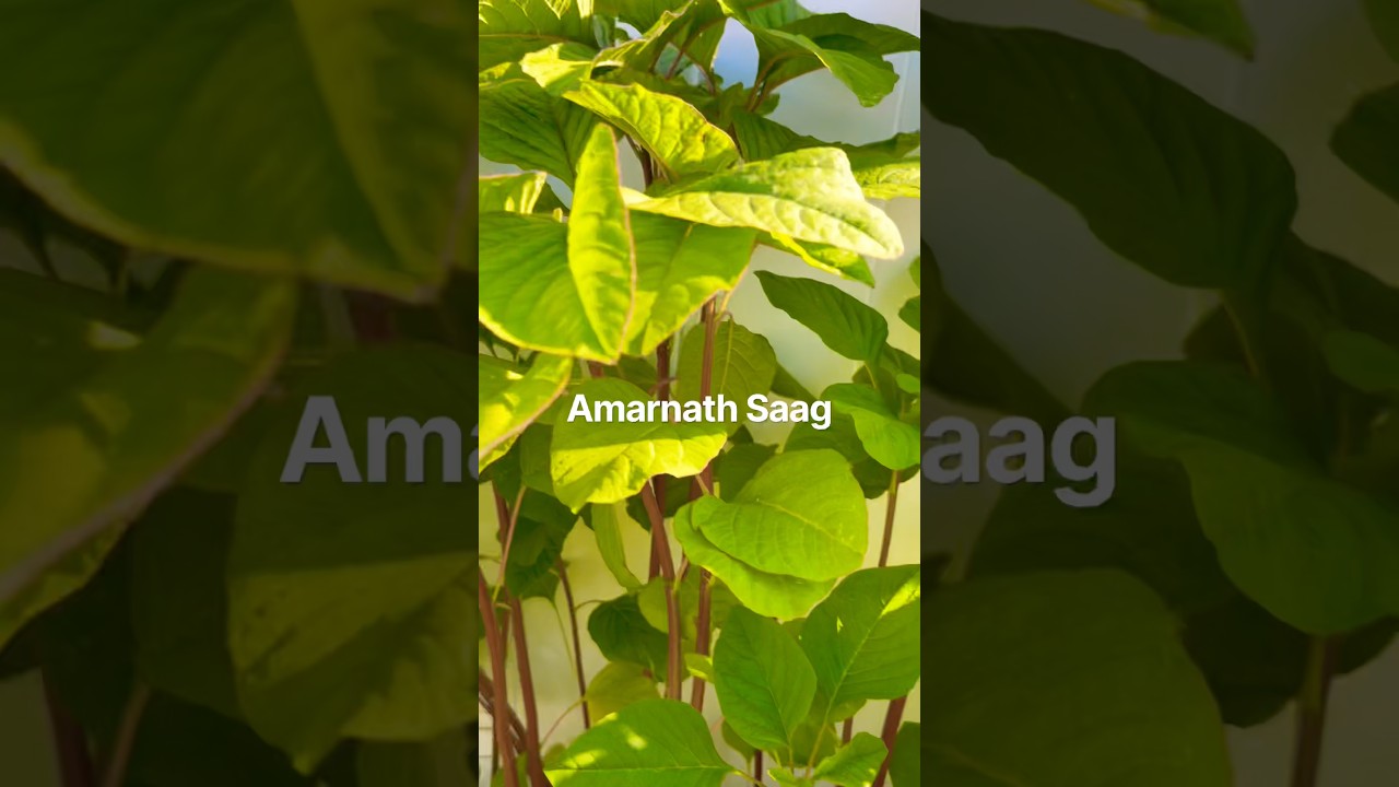 Our Stem Amarnath Saag | #indianinusa #fundayfamily #fundaykid #reels