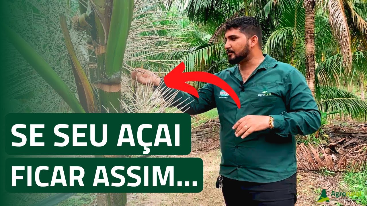 Deficiência de Boro no Açai! - Aprenda agora como Identificar e Resolver | AgroRural