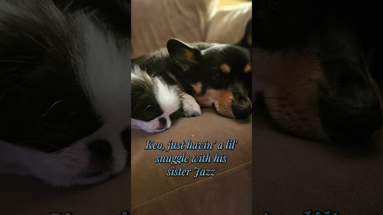 Keo just havin' a lil' snuggle with his sister Jazz (aweee!)