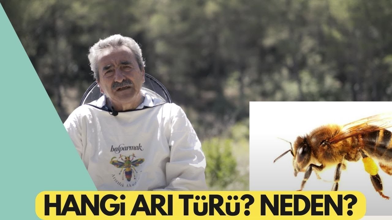 Arı T&uuml;rleri Nelerdir? Hangi Arı Irkı İle Başlamalıyım? Balparmak Arıcılık Akademisi