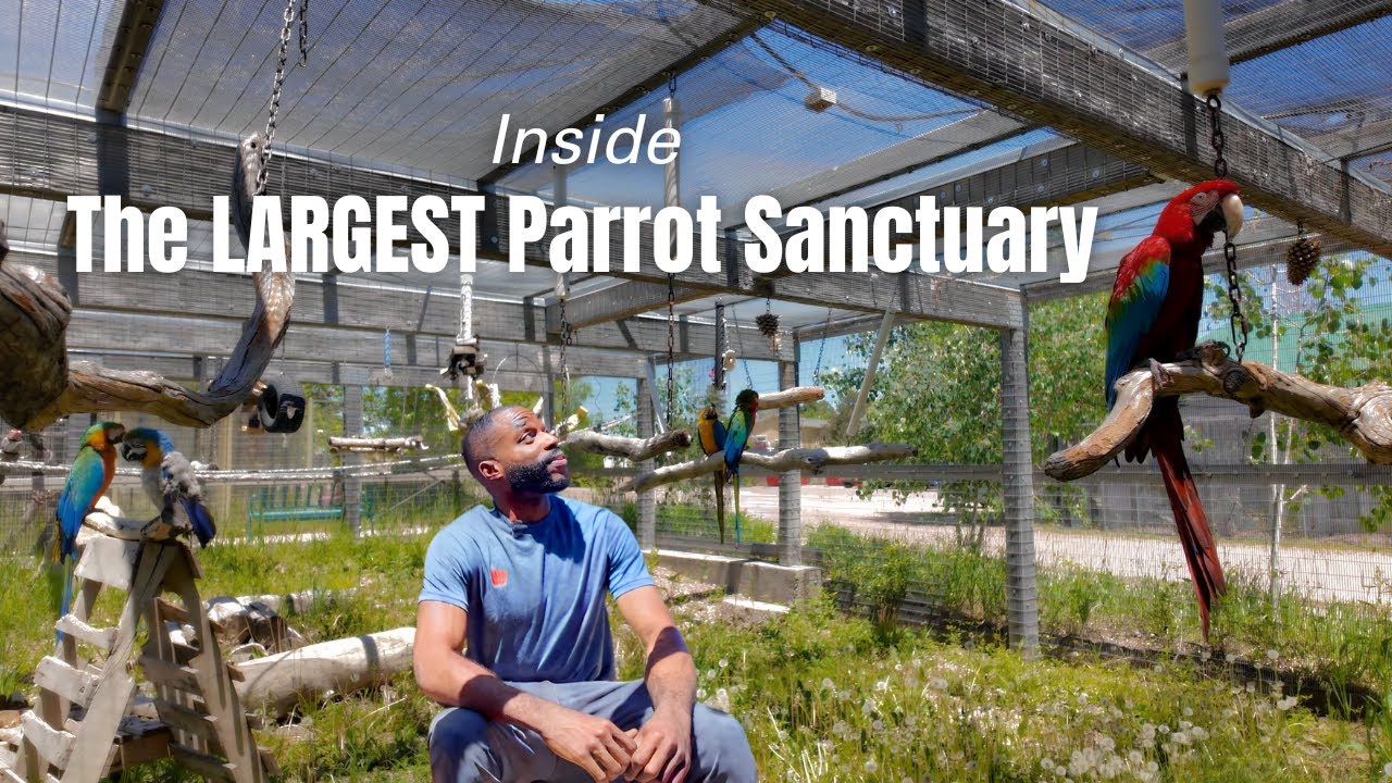 Private Tour of the Largest Parrot Sanctuary in Colorado | The Gabriel Foundation
