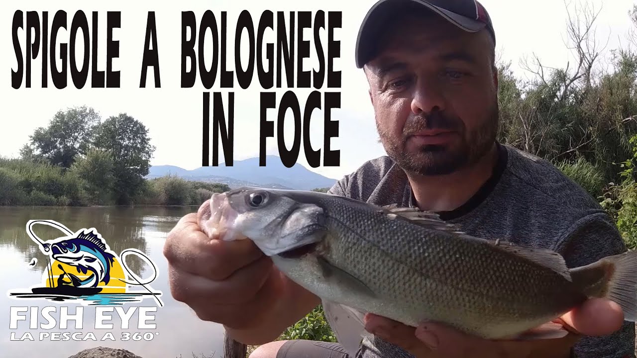 Spigole a bolognese in foce