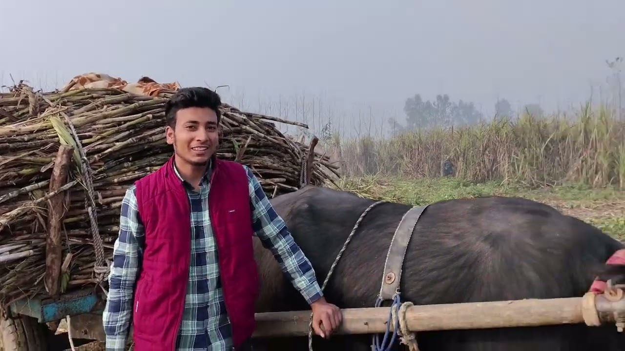 अजगर झोटा अनमोल धनसैनी का आज खेत मे ही#trending #video #viral #animals 