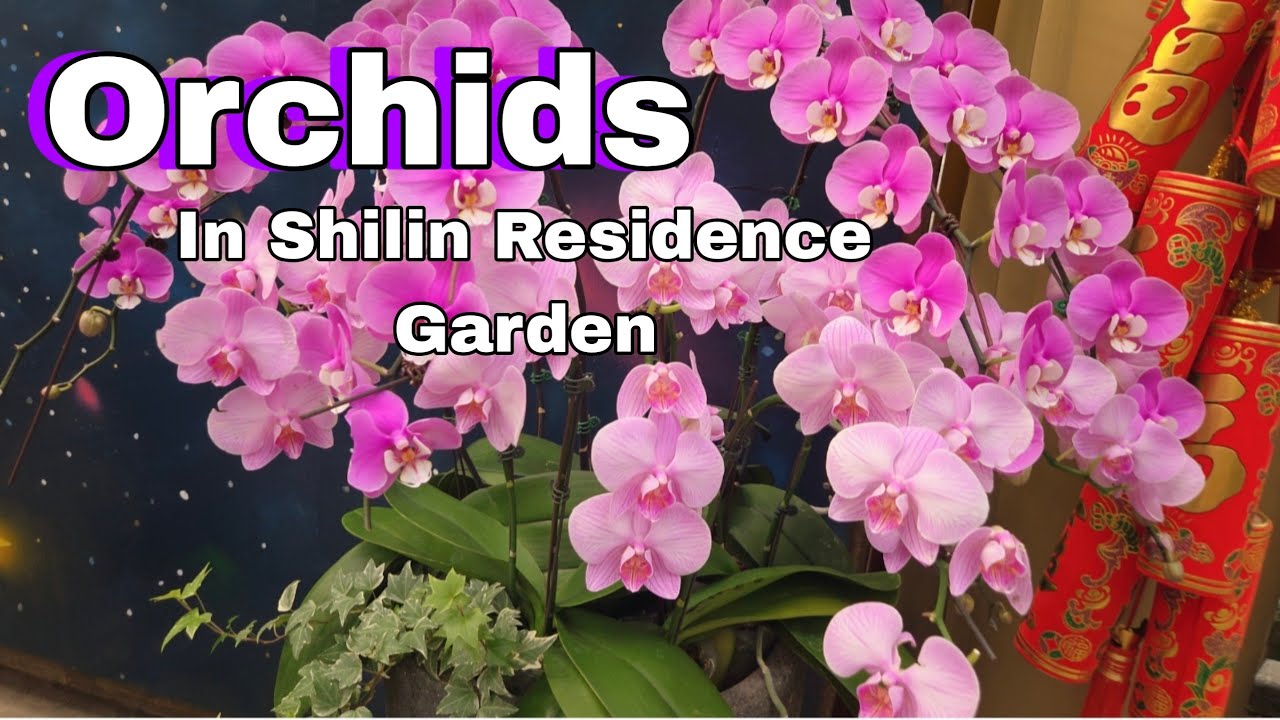 Beautiful orchids in Bloom - Shilin Residence Spring Flower Exhibition 2026 Taipei #orchid #flowers 