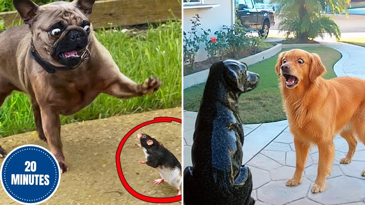 Забавные животные, которые заставят вас улыбнуться 🐾😂 | Лучшие смешные видео о питомцах 2025 года