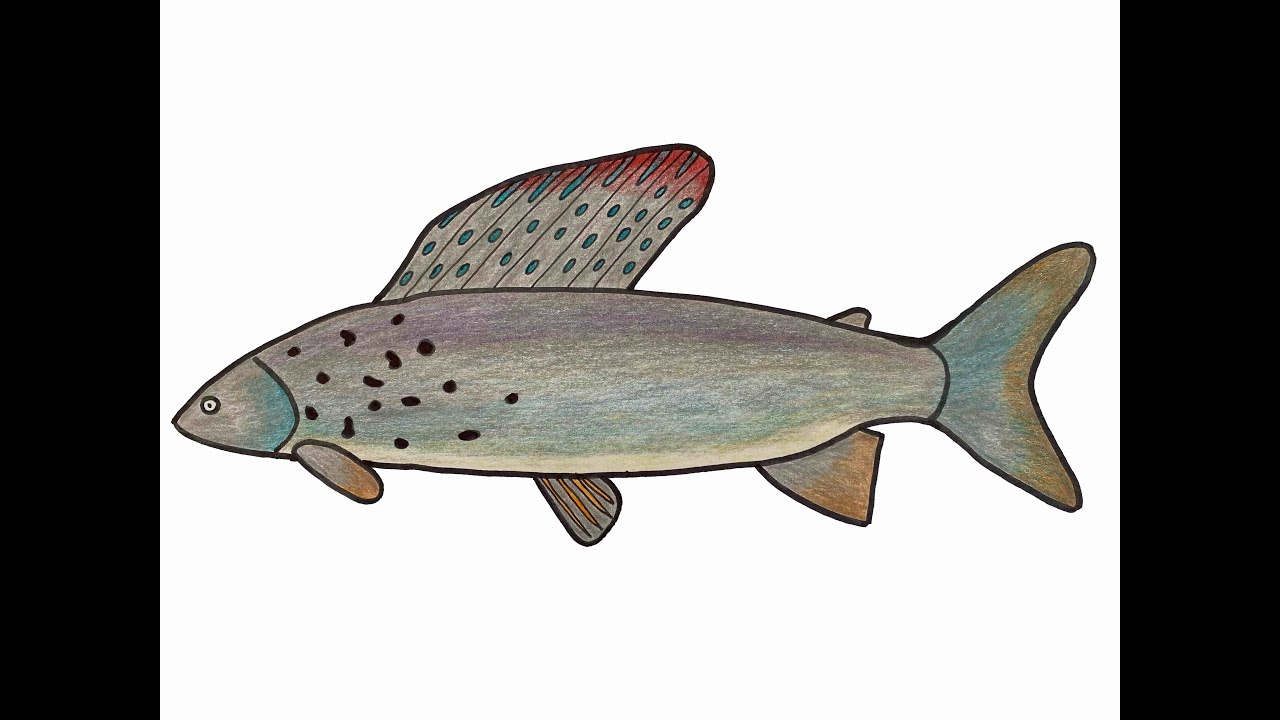 Arctic Grayling in Yukon