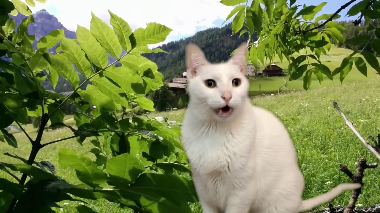 Cats Sing Classical Music - Vivaldi - Spring - Cats Version - Cats Parody