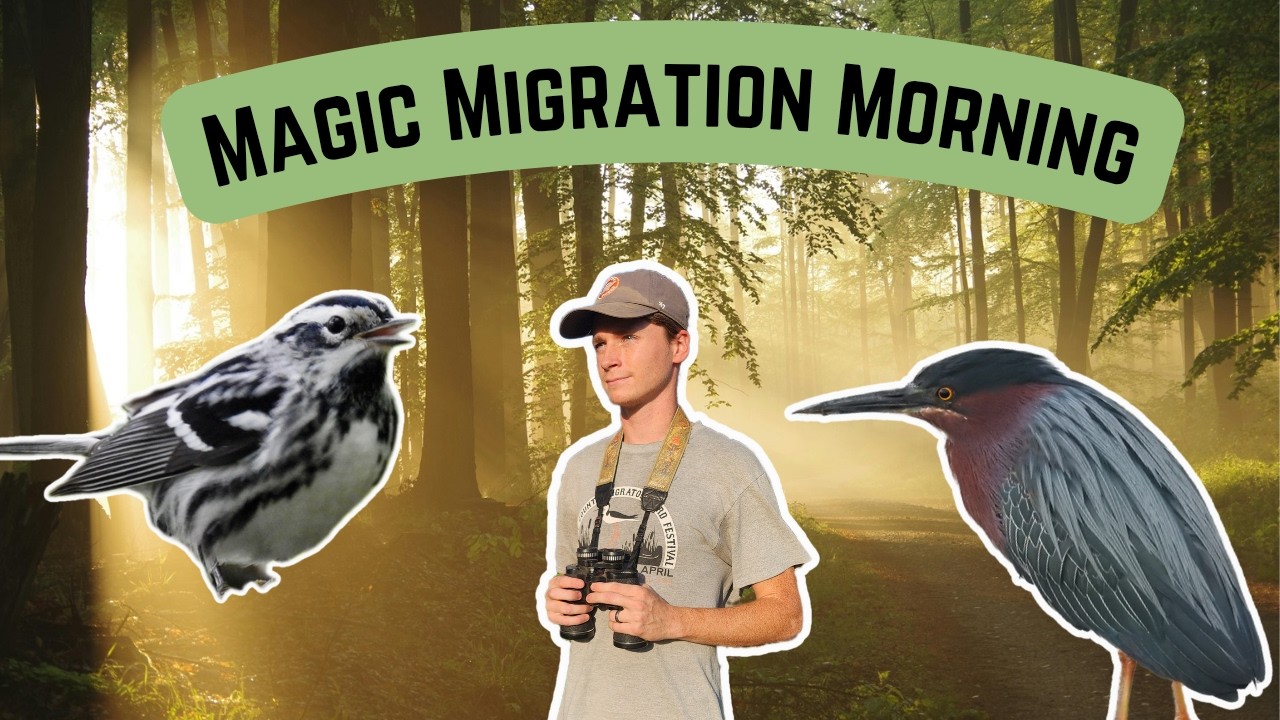 I Found 69 Species & 10,000 Mosquitos On A Magic Morning