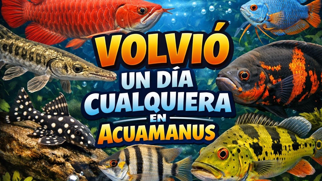 Volvió 
