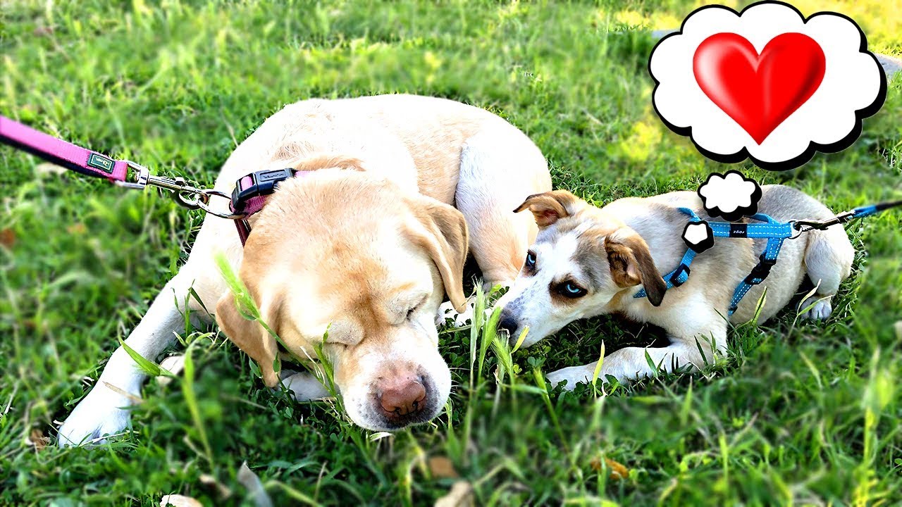 IL NOSTRO CAGNOLINO SI È INNAMORATO !!!! CANE PARLANTE MERLINO CON ANITA STORIES
