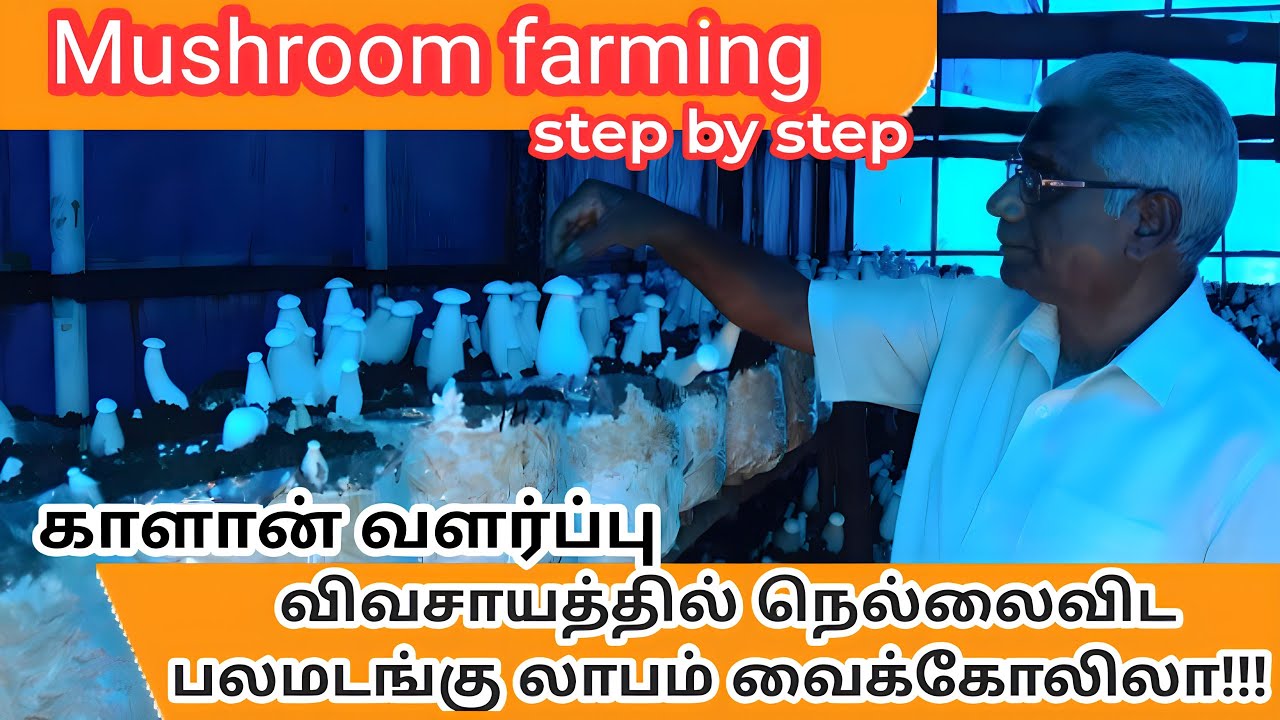 விவசாயத்தில் நெல்லைவிட பல மடங்கு லாபம் வைக்கோலிலா!!! mushroom farming step by step | காளான் வளர்ப்பு