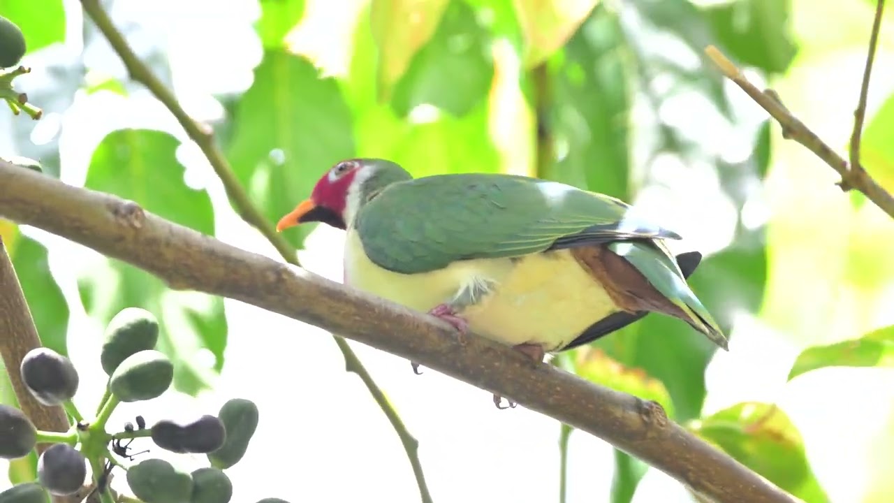 Male Jambu Fruit Dove at Fragrant Garden Oct 5, 2024