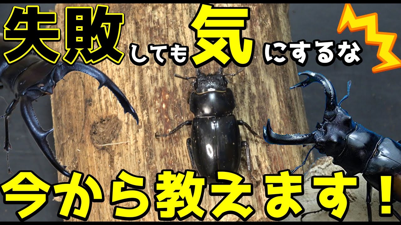 独特な採卵方法！繁殖が難しいフタマタクワガタ産卵セット割り出し！セアカフタマタクワガタ　マンディブラリスフタマタクワガタ