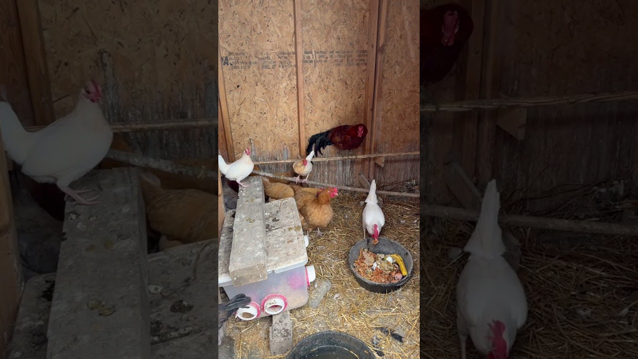 Kentucky Winter Storm 2026: Southern KY Covered in ICE!