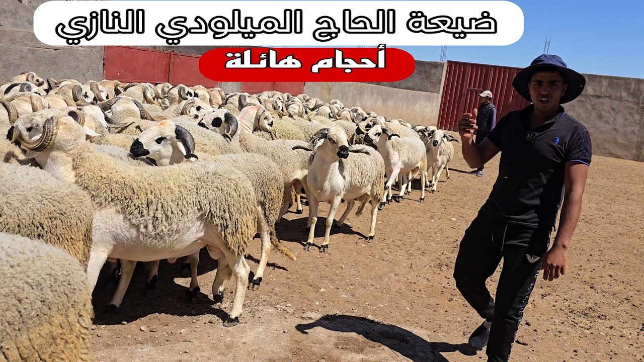 أول ظهور لعبد الرزاق النازي ابن الحاج الميلودي النازي مع أغنام بأحجام كبير و جمالية فائقة
