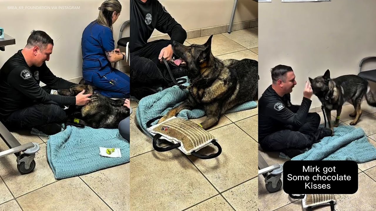 Video: Police K9 gets final training bite, chocolate