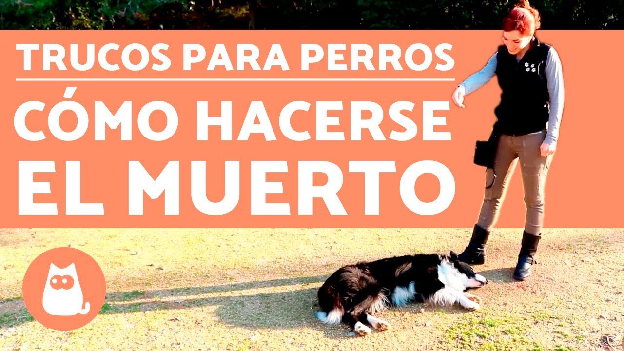 Trucos para perros - ENSEÑAR A HACERSE EL MUERTO