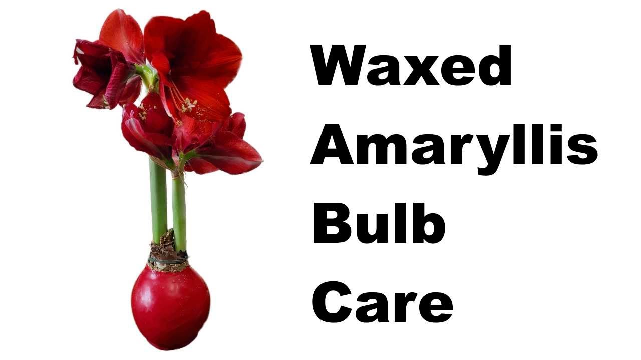 Waxed Amaryllis Bulb Care