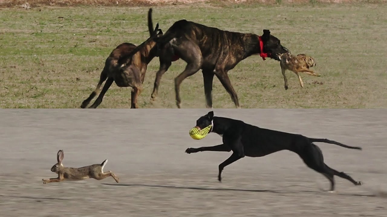 Hare coursing with greyhound 2022