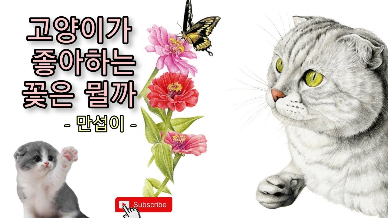 [반려묘 그리기] 색연필 세밀화 / Drawing  flowers and a cat /스코티쉬폴드 + 고양이그림 + 색연필작품