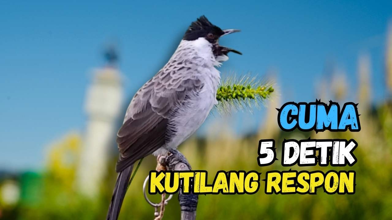 Hitungan Detik Kutilang Auto Respon Bunyi Gacor