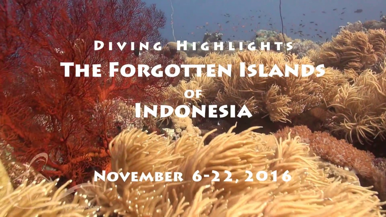 Diving the Forgotten Islands, Indonesia (2016.Nov)
