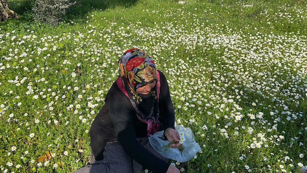 OĞLUMLA OT TOPLAMAYA ÇIKTIK🌿 BU HASTALIĞIN OLDUĞU OTLARA DİKKAT EDİN!!