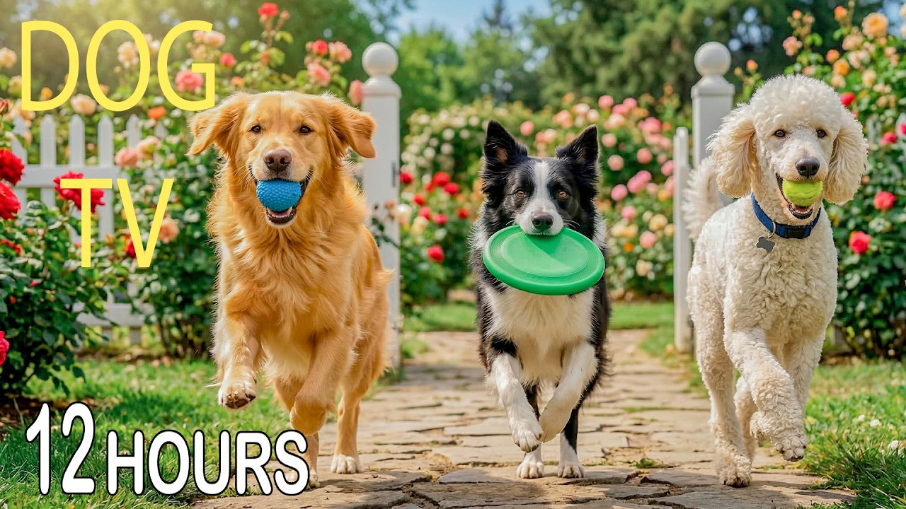 DOG TV : Ultimate Dog Entertainment Videos 🐾 Спокойная и анти-тревожная музыка для собак, когда они