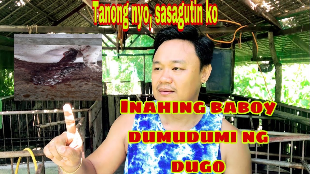 Bakit dumudumi ng dugo ang inahing baboy | Ryan Patenio