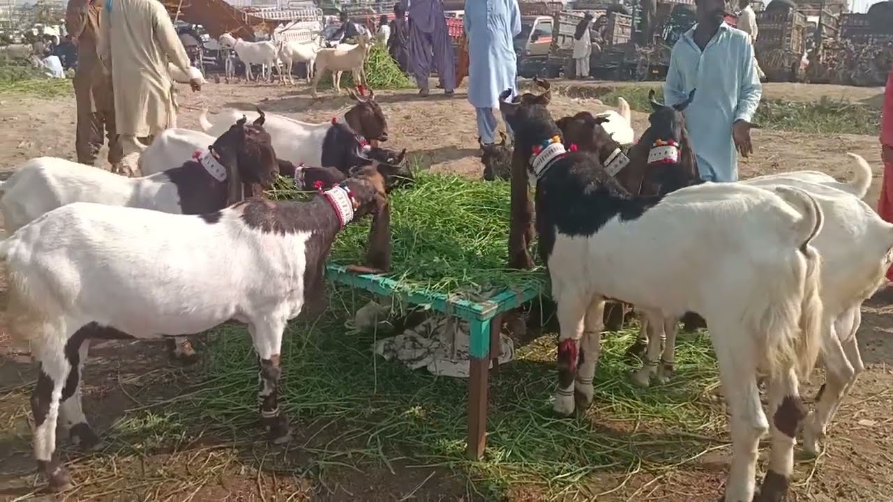 Sindhi goat prices