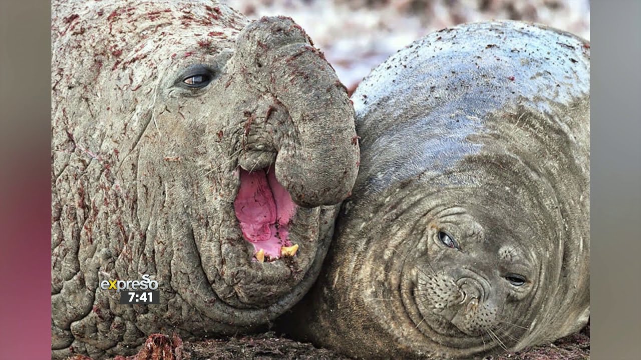 The Comedy Wildlife Photography Awards