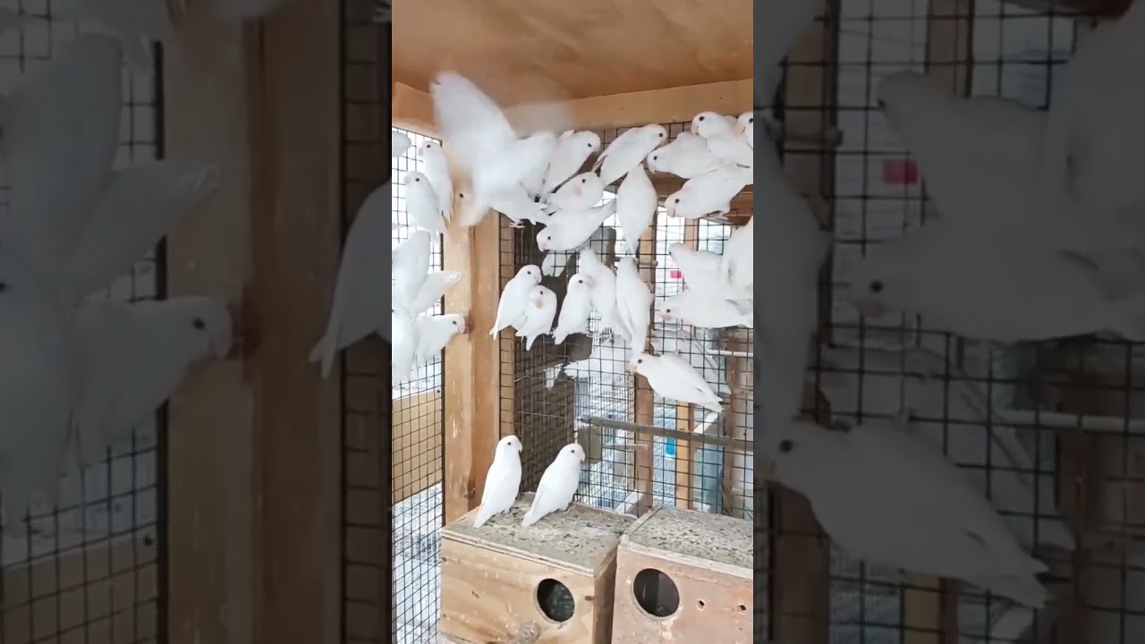 Birds Eye Infection Ki Tips🦜|#birdsmarket #lovebird