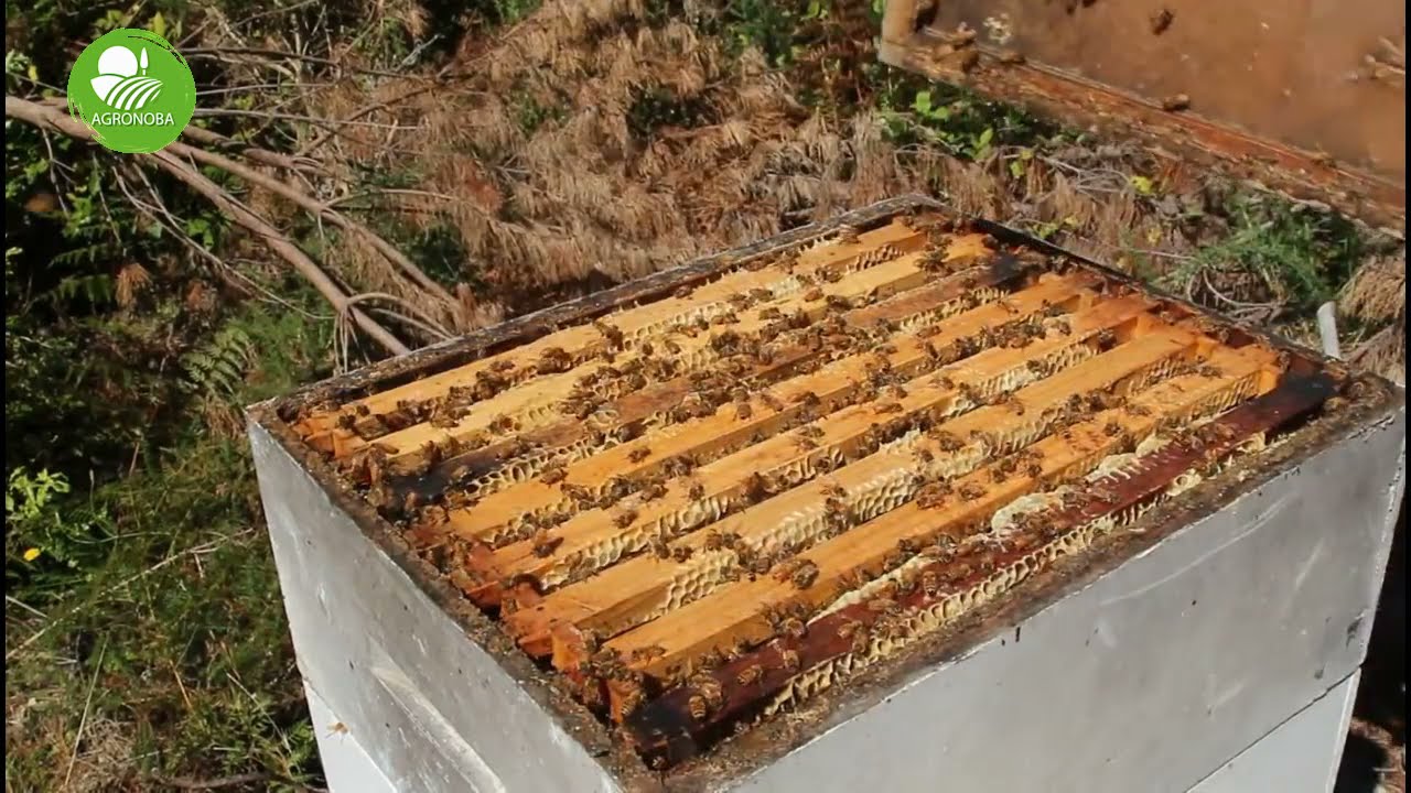 Como iniciarse en la apicultura. Sr. Juan albino
