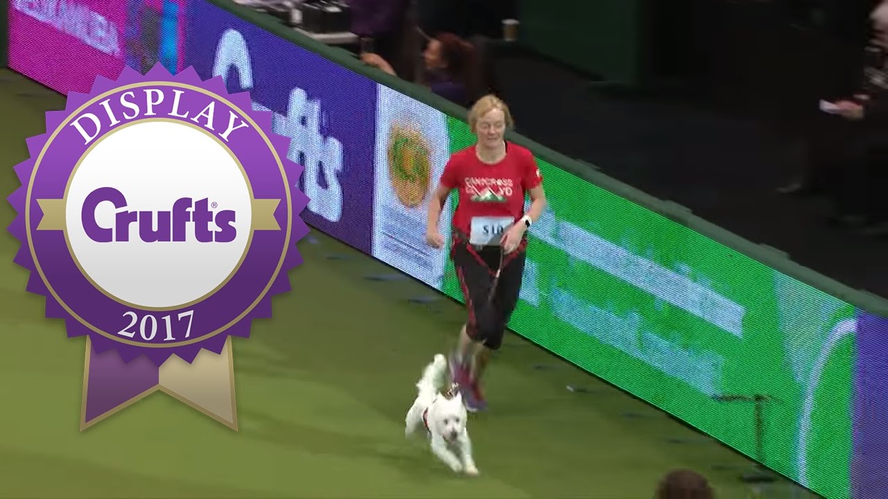 Trailrunners Display | Crufts 2017