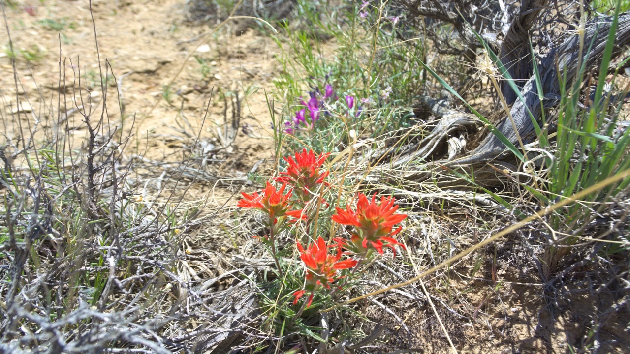 Indian Paintbrush (Castilleja) is a Parasite!