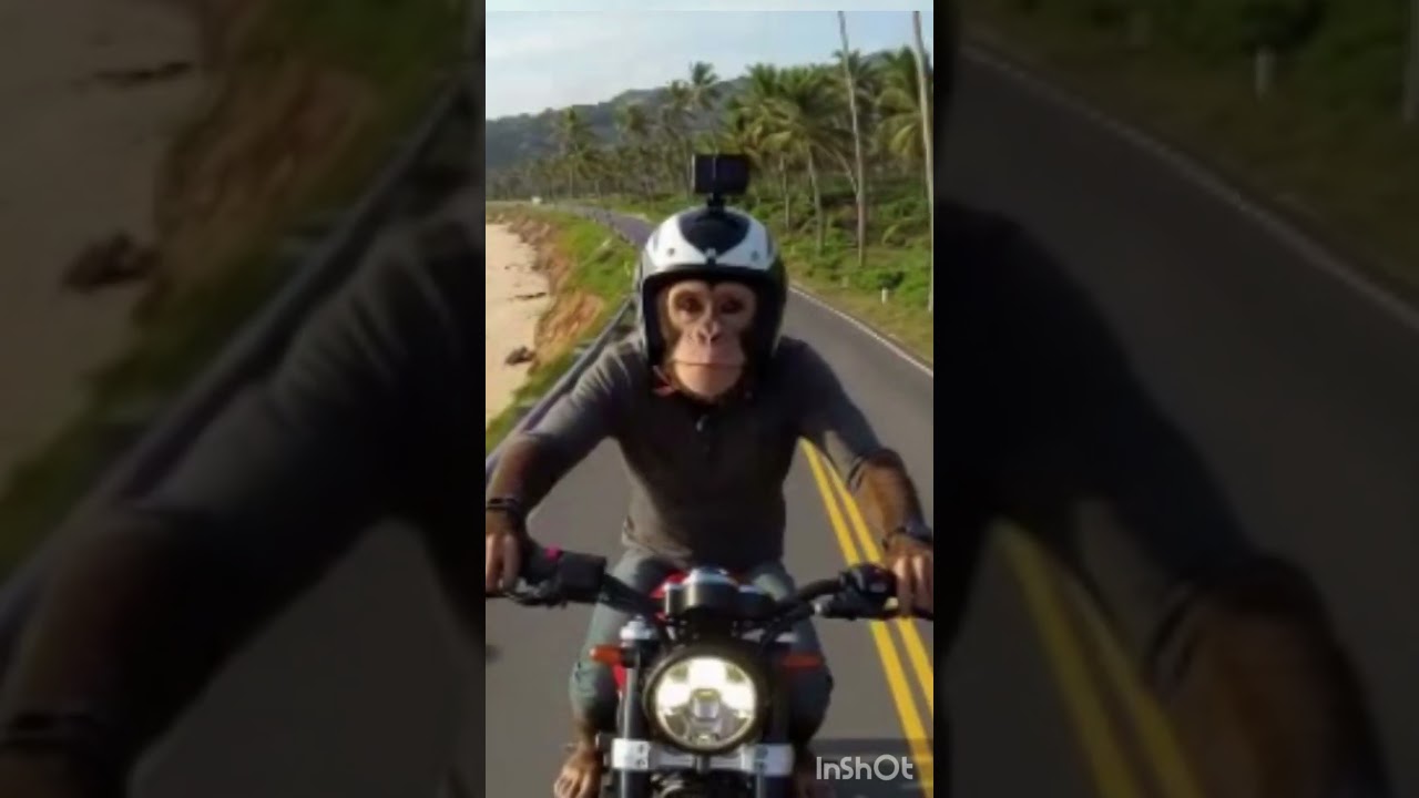 maddy first moto vloger #MonkeyMotoVlogs   #WildlifeObservation