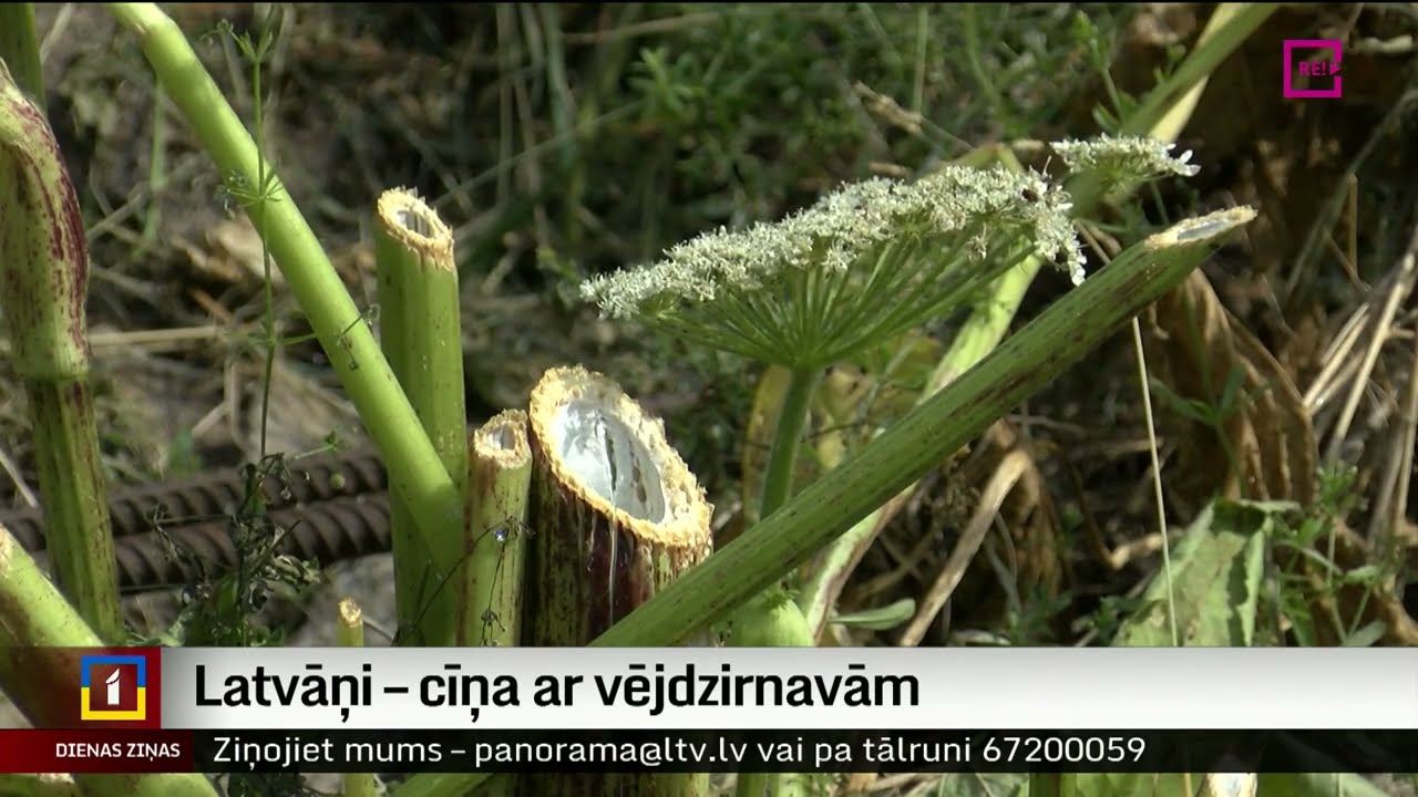 Latvāņi – cīņa ar vējdzirnavām
