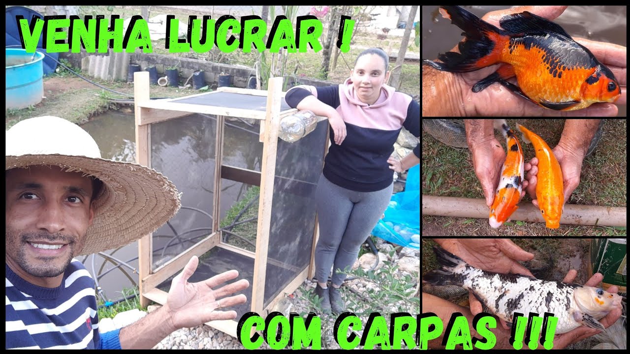 Manejo e Reprodução de CARPA  em Caixas- vídeo aula (02) #sustentabilidade @TILAPIA Minha Vida !