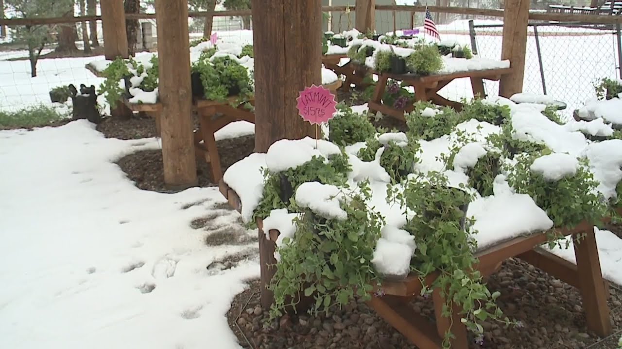 June snow surprises some in Conifer
