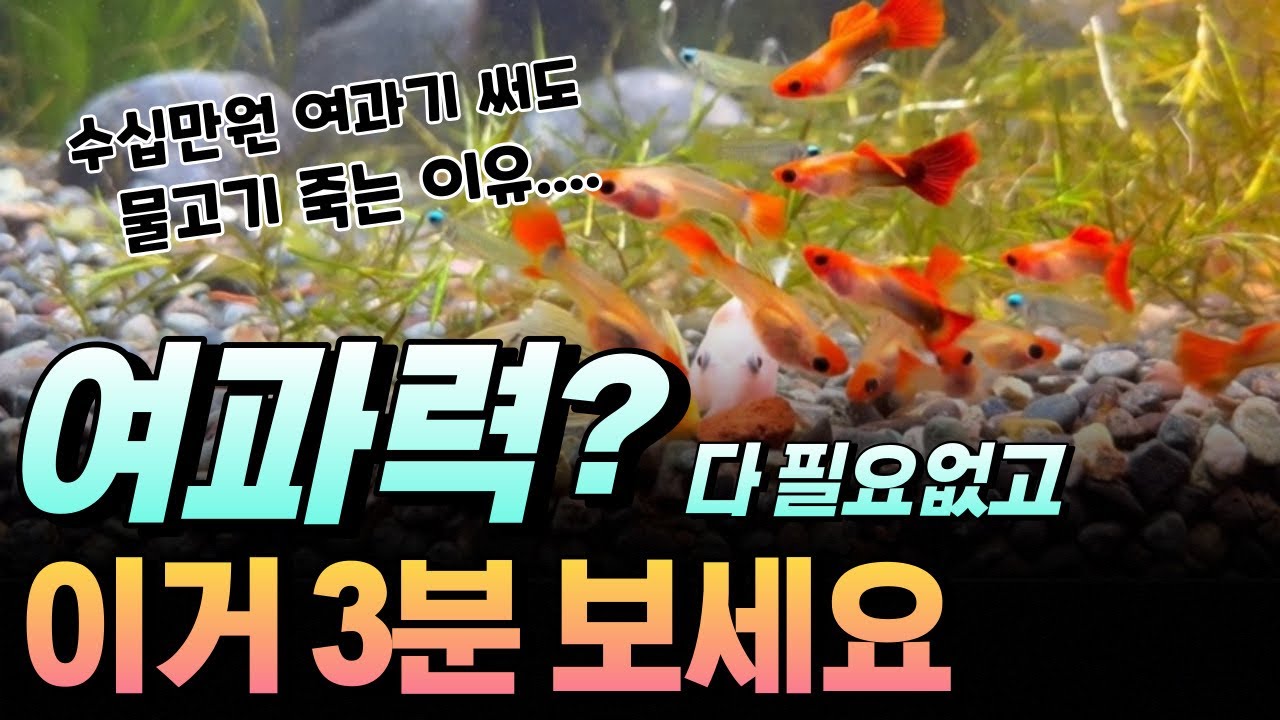 어항의 여과력을 결정하는 요소는 딱 이거 2개예요, 여과기 스펙이 아니라니까요..?(베타, 구피, 물고기키우기, 금붕어)