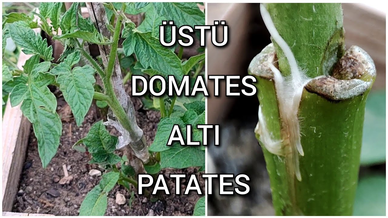 Sıra dışı Çalışma , Patatese Domates Aşıladık Bakalım Ortaya Ne Çıkacak