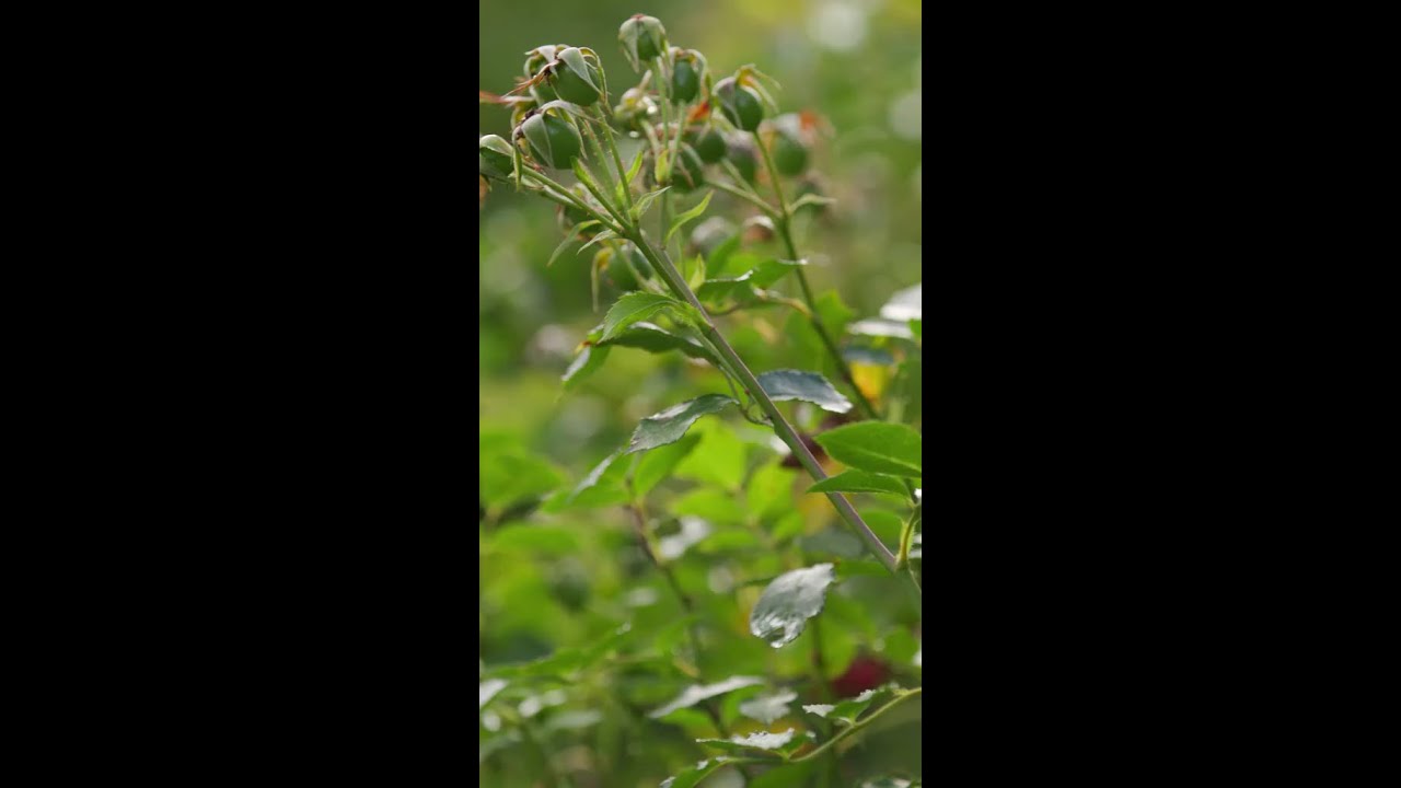 How to look after roses in autumn