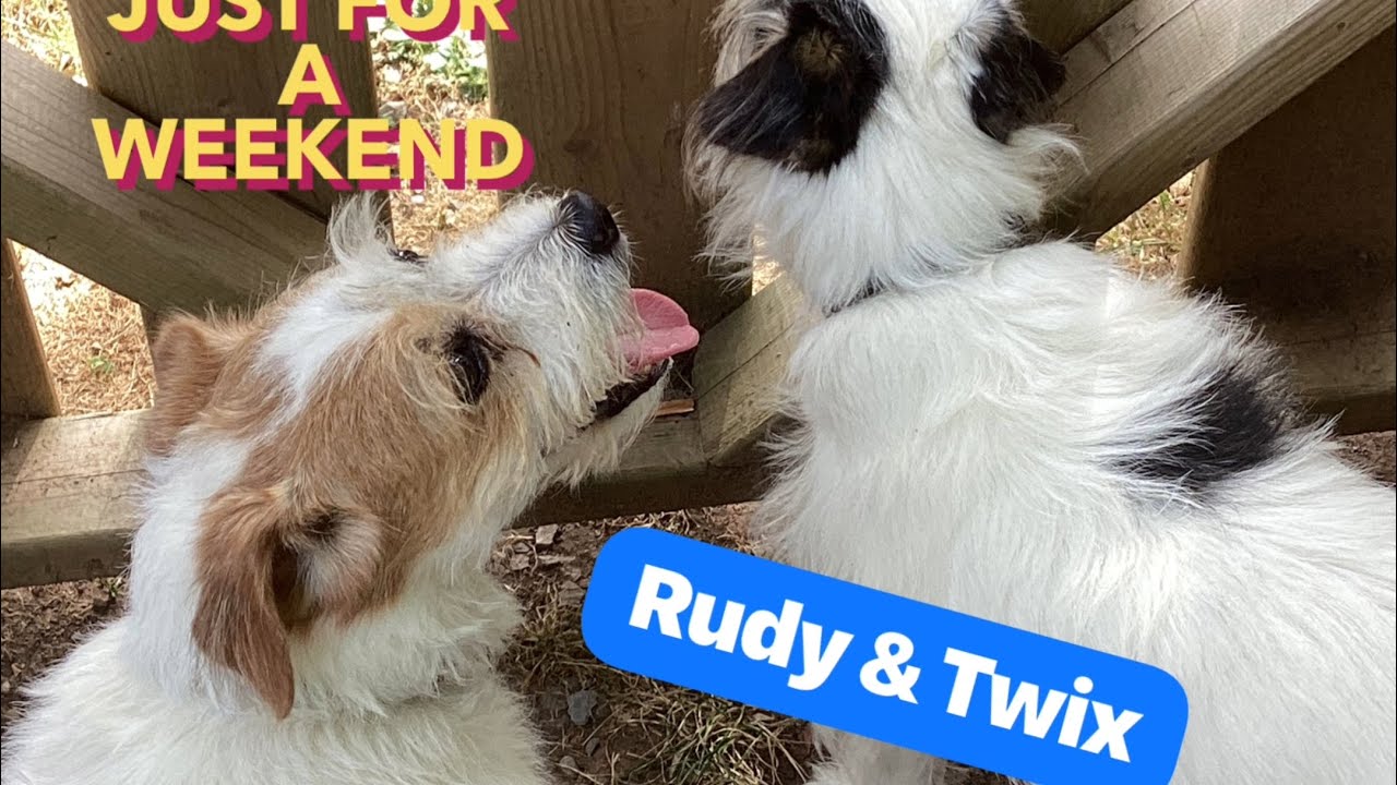 These Senior Jack Russells Explode with Energy!